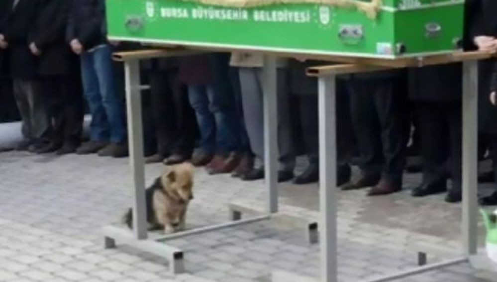 La historia del perro que visita todos los días la tumba de su dueño muerto | Curiosidades