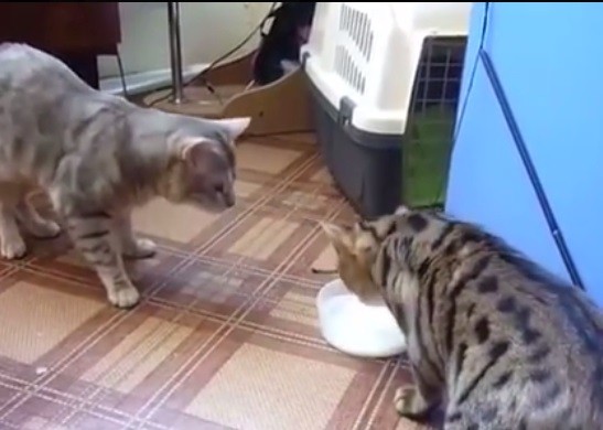 Video viral: los dos gatitos que se disputan el plato de leche | Redes