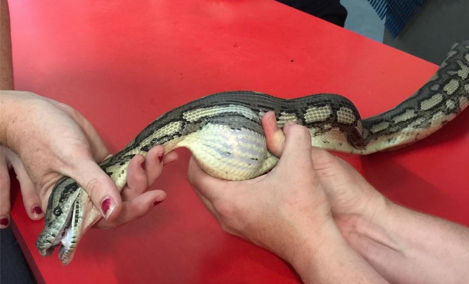 #EsViral El video de la serpiente a la que logran sacarle una pelota de tenis que se había tragado | Redes