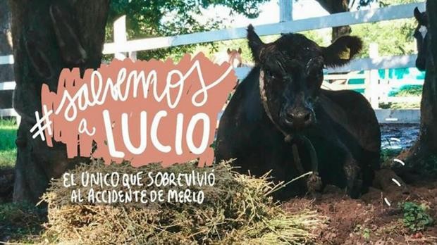 "Salven a Lucio": una campaña para salvar a un ternero de ser carneado | Actualidad
