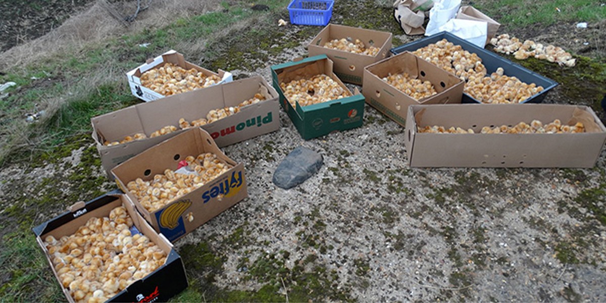 Cerca de mil pollitos fueron abandonados en un campo de Inglaterra | Internacionales