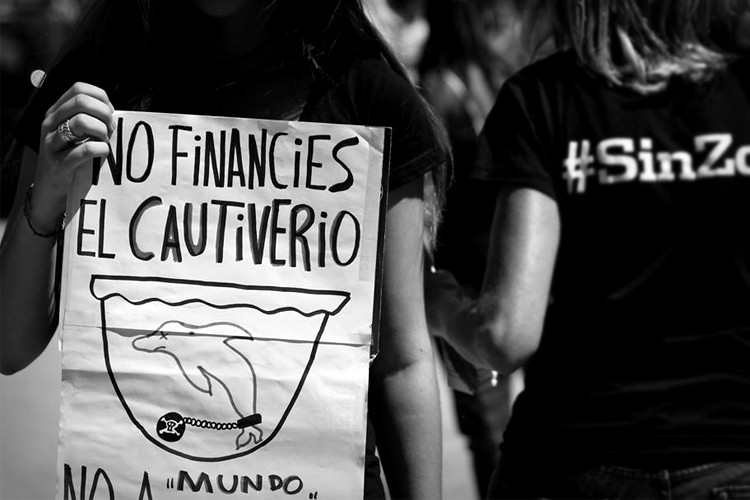 Denuncian uso de animales en espectáculo de Mundo Marino y piden que se cumpla una ordenanza que lo prohíbe | Actualidad