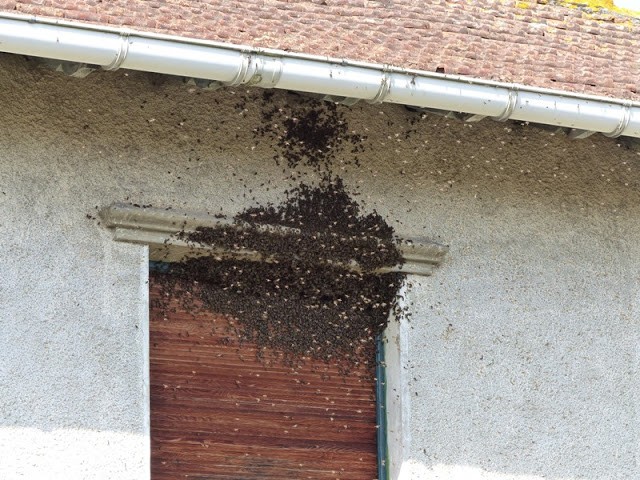 Murió picado por abejas que irrumpieron en forma repentina en su casa | Actualidad