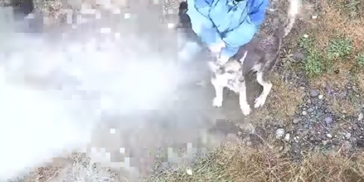 Macabra tortura a un perro en Chile: lo asfixiaron y aplastaron con piedras | Internacionales