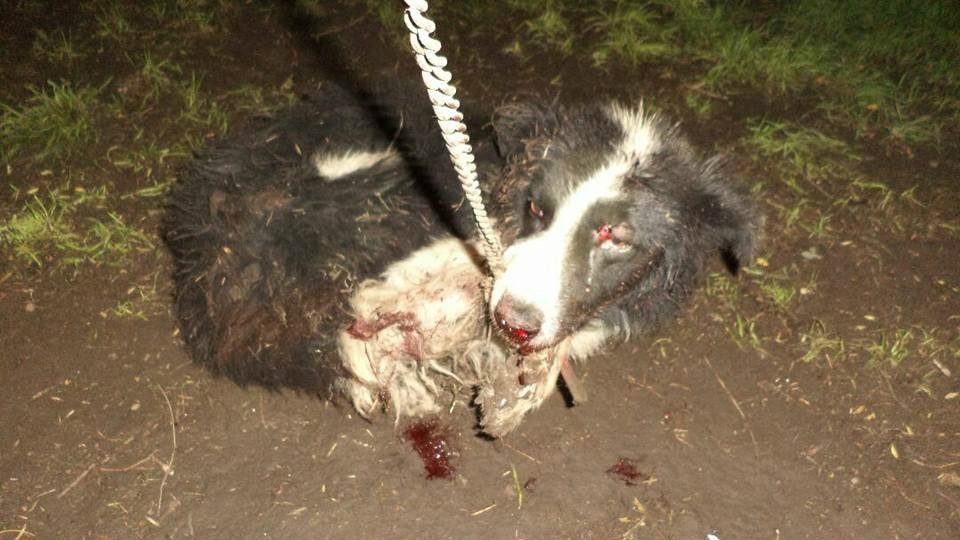 Horror en Pringles: un hombre atacó a hachazos a tres perros y uno murió | Actualidad