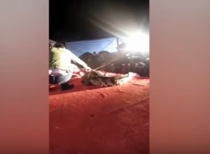 Video escalofriante: el domador que es atacado por un cocodrilo en un circo | Curiosidades