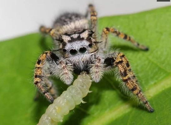 Enteráte por qué no hay que matar arañas | Curiosidades