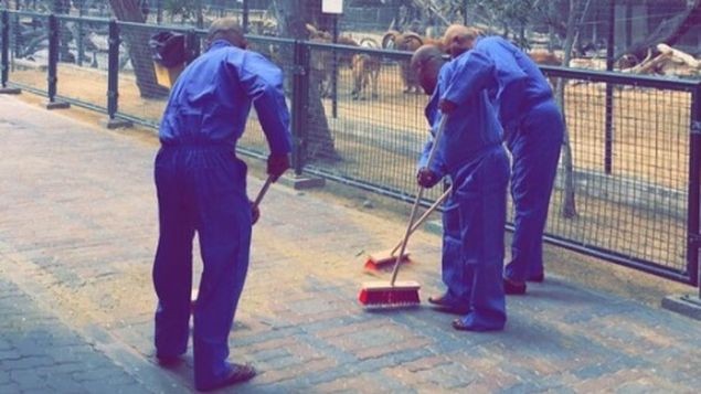 Por matar a una gata, deberán limpiar un zoológico durante tres meses | Internacionales