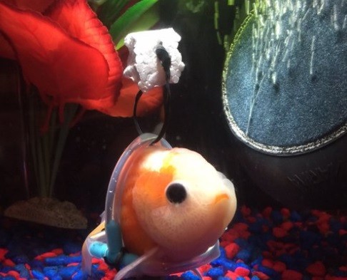 El pez que pudo volver a nadar gracias a una "silla de ruedas" acuática | Curiosidades