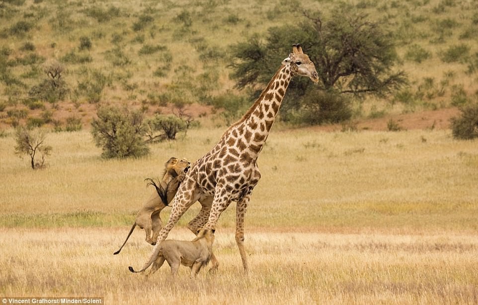 El dramático momento en que dos leones atacan a una jirafa en Sudáfrica | Internacionales