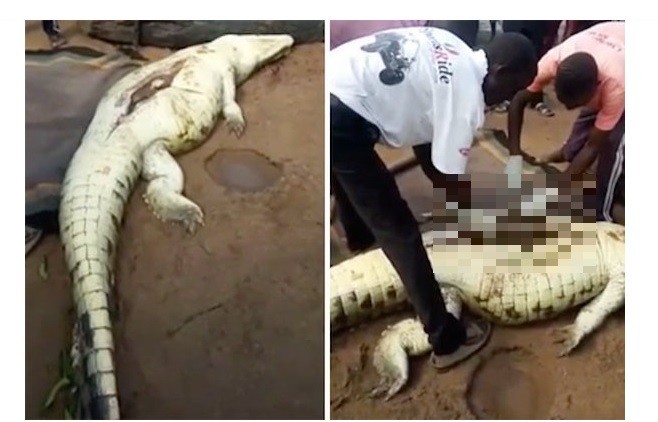 Mataron a un cocodrilo, lo abrieron y sacaron los restos de un niño | Internacionales