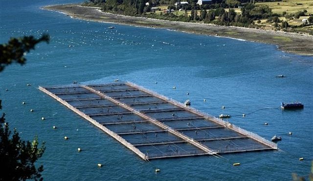 Alerta por el salmón rosado que llega de Chile: el 66% tiene restos de antibióticos | Internacionales