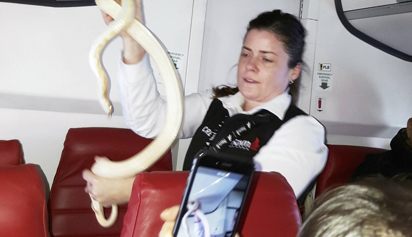 "Hay una serpiente suelta en el avión, pero no sabemos dónde está", alertó el piloto en pleno vuelo | Internacionales