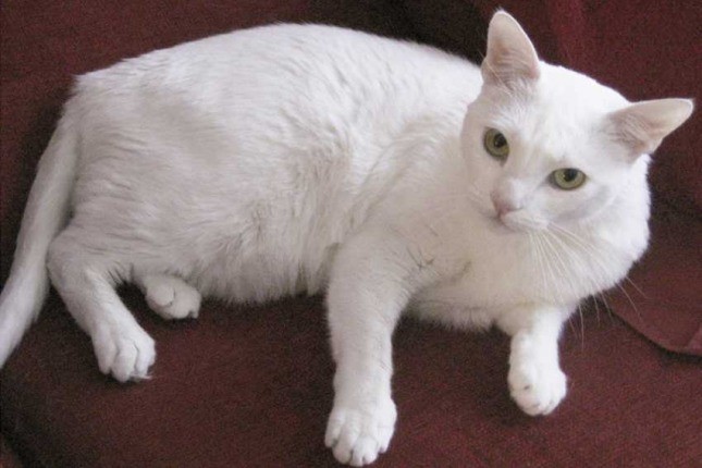 Lanzan alerta tras detectar brucelosis en felinos por primera vez en Argentina | Actualidad