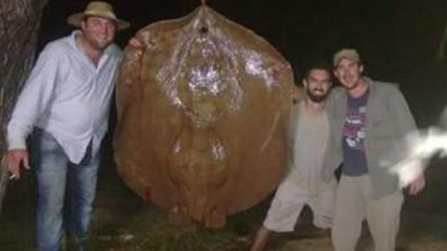 El sueño del pescador: capturaron una raya de 150 kilos en Santa Fe | Curiosidades