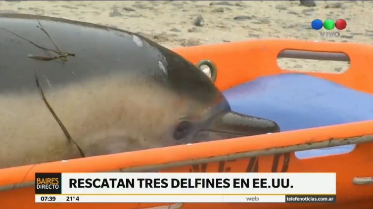 Rescatan delfines varados en la costa norte de Estados Unidos | Internacionales