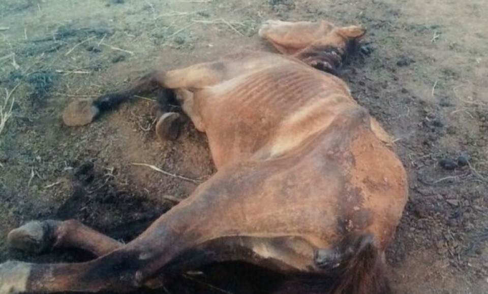 Denuncian a la Policía Bonaerense por el brutal maltrato a caballos | Actualidad