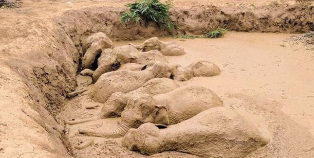 El dramático rescate de 11 elefantes atrapados en el cráter que dejó una bomba | Redes