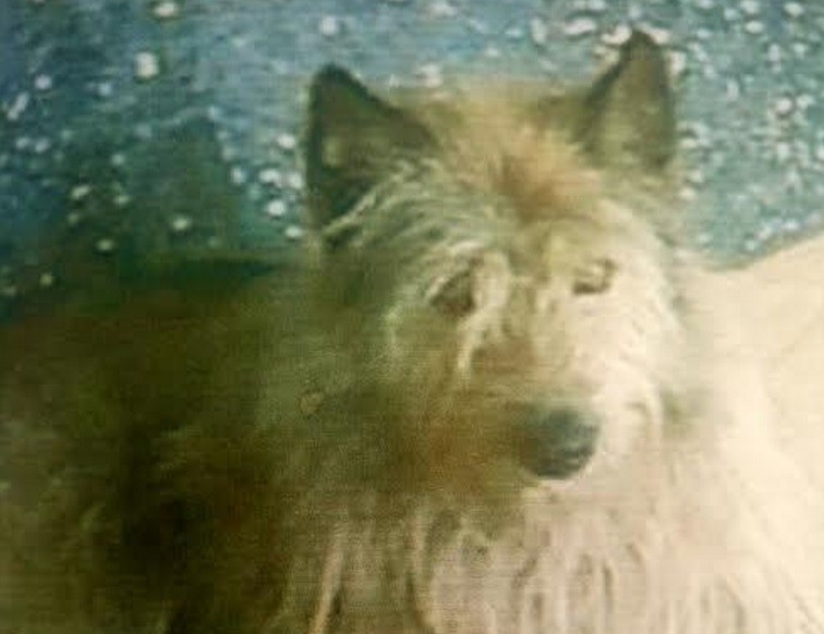 Mató a palazos a un perro callejero delante de su hijo y ahora va a juicio | Actualidad