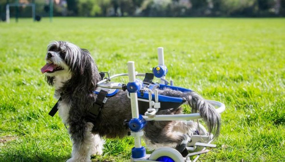 Video emotivo: el momento en el que un perro paralítico vuelve a caminar | Curiosidades