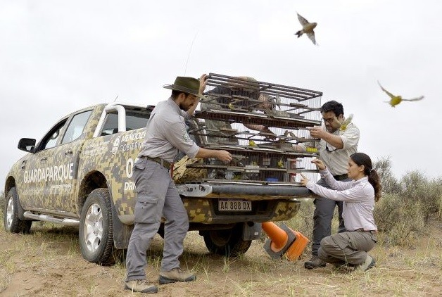 Recuperan más de 50 aves de la venta ilegal que se ofrecían en redes sociales en Mendoza | Actualidad
