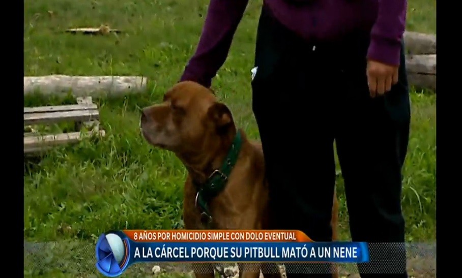 Qué establece la ley de tenencia responsable de perros potencialmente peligrosos | Actualidad