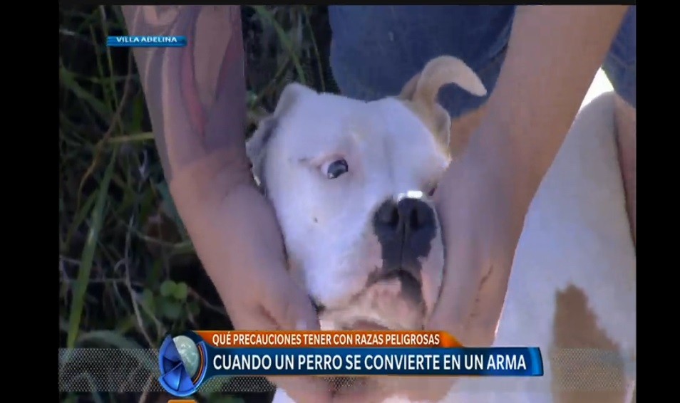 Veterinario rechaza que haya razas de perro "potencialmente peligrosas" | Actualidad