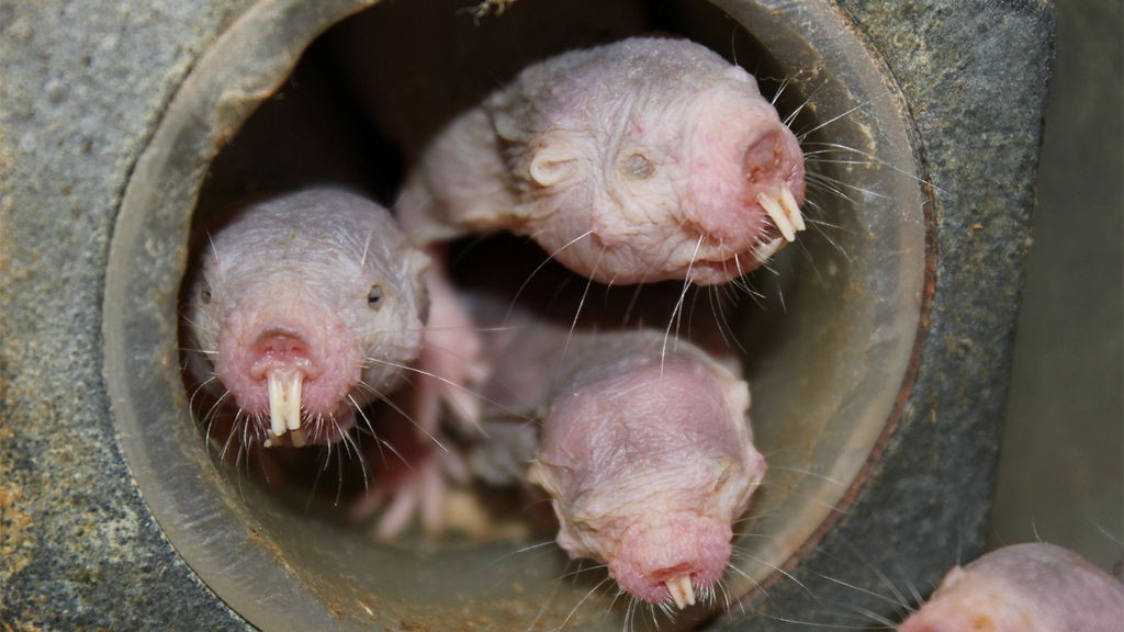 El extraño animal que no desarrolla cáncer, no siente dolor y puede vivir sin oxígeno | Curiosidades