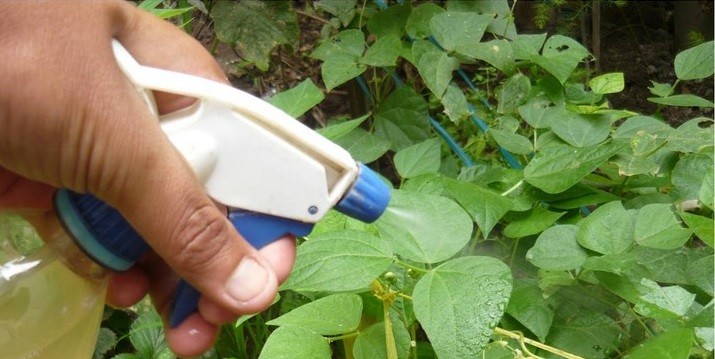 La Anmat prohibió dos insecticidas por tener químicos no permitidos | Actualidad