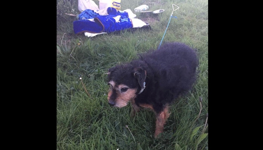 "No necesito un perro", la carta encontrada junto a una perrita que había sido abandonada en un descampado | Redes