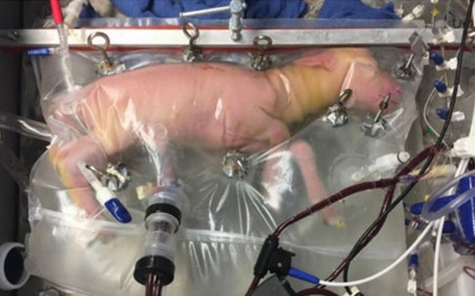 Útero artificial permite completar la gestación de corderos prematuros | Internacionales