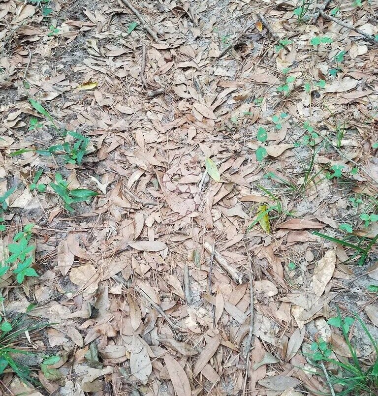 La foto que esconde un peligro mortal | Redes