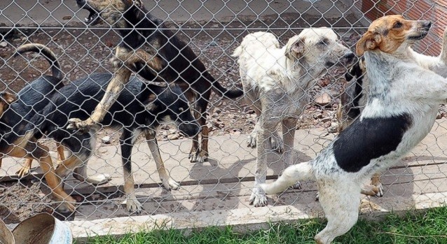 Día del animal: La adopción responsable de mascotas, un acto de amor y compromiso | Actualidad