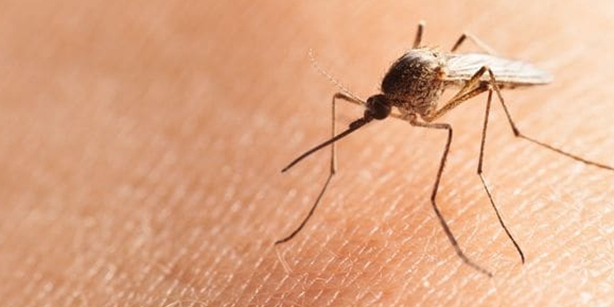 Invasión de mosquitos en Buenos Aires: el humor se adueñó de las redes | Redes