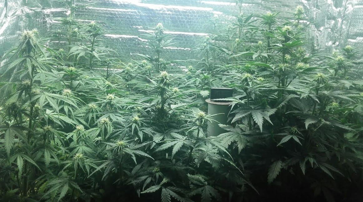 Detienen a una pareja que tenía 28 plantas de marihuana en un invernadero en Campana | Actualidad