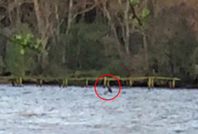 Foto documento: una turista asegura que volvió a aparecer el monstruo del lago Ness | Curiosidades