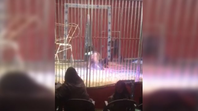 Un domador fue atacado por un león en pleno show y lo salvó su esposa | Curiosidades