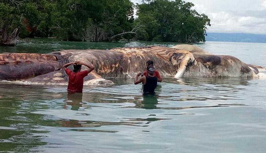 Video: desconcierto en Indonesia por el cadáver de un "monstruo marino" | Redes