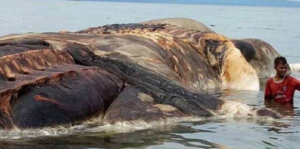 Fin del misterio: identificaron al "monstruo" marino de Indonesia | Curiosidades