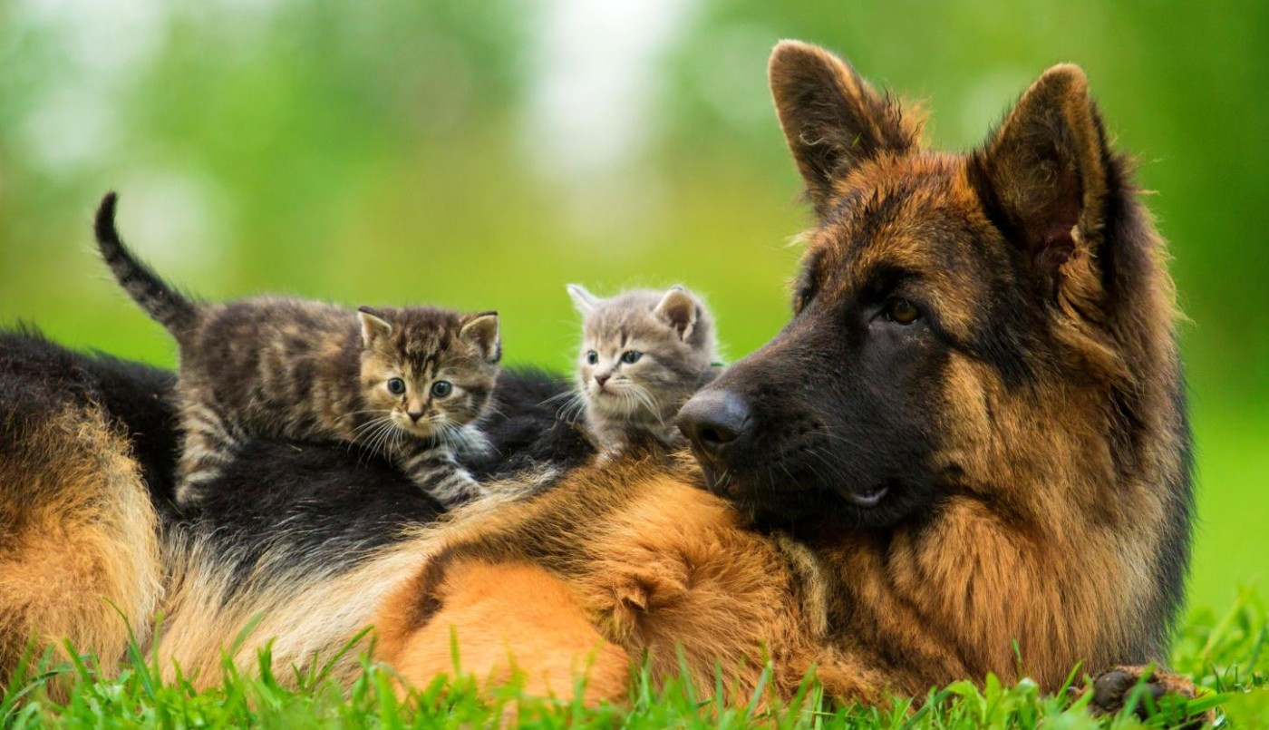 Primer censo canino y felino en La Pampa indica que hay un perro cada dos personas y un gato cada once | Actualidad