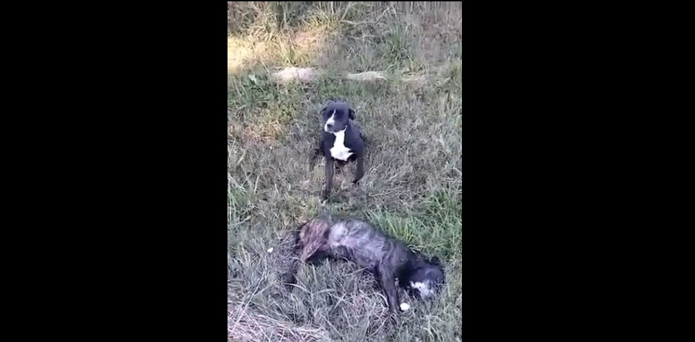 Abandonaron a una pareja de perros, uno murió atropellado y su compañera preñada busca familia | Actualidad