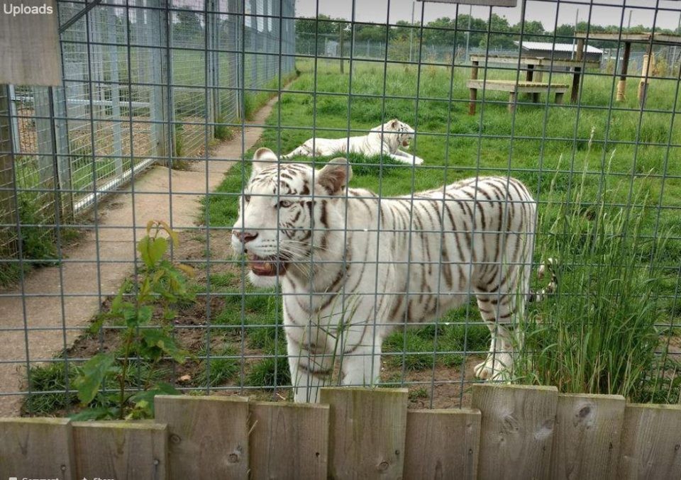 Un tigre devoró a su cuidadora en un zoológico de Inglaterra | Internacionales