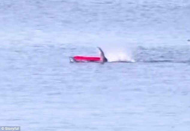 Video escalofriante: el ataque de un tiburón blanco a un hombre que navegaba en kayak | Curiosidades