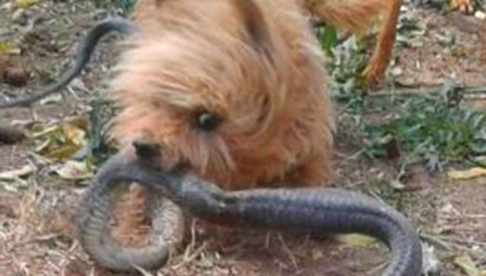 Un perro sacrifica su vida para salvar la de su dueña de la picadura mortal de una serpiente venenosa | Curiosidades