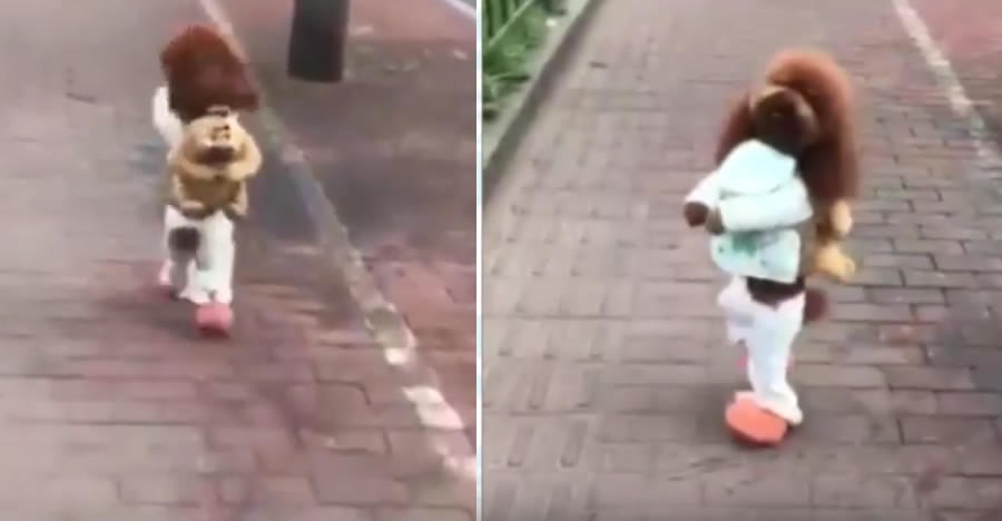 La crueldad animal detrás del video viral del caniche que camina sobre dos patas | Redes