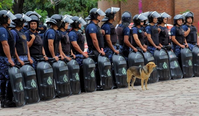 Mataron a "Mariscal", el perro callejero que custodiaba la Casa de Gobierno de Chaco | Actualidad