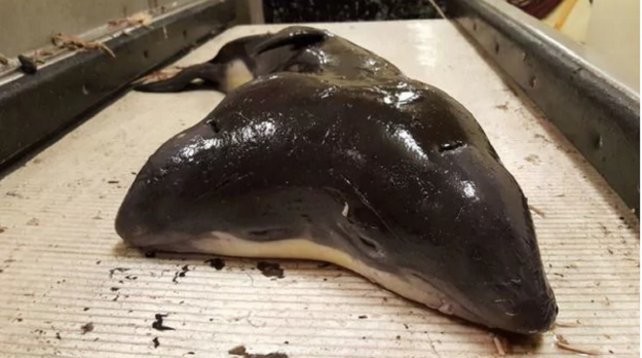 Hallaron una criatura marina de dos cabezas | Curiosidades