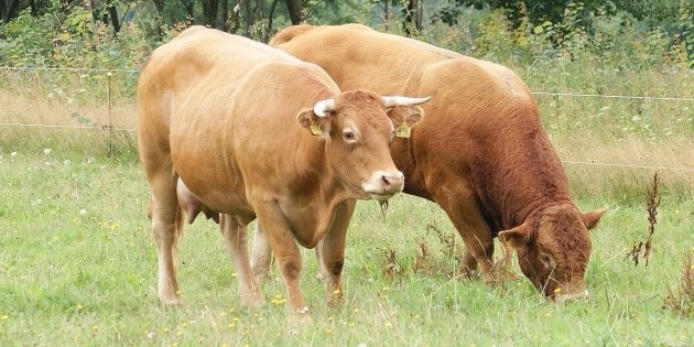 Encuesta: 16 millones de estadounidenses creen que la leche con chocolate procede de vacas marrones | Curiosidades