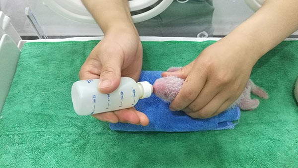 Emoción en China: nacieron tres pandas bebés en cautiverio | Curiosidades