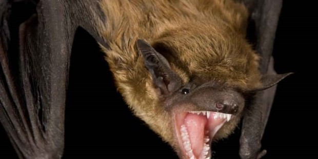 Alerta por murciélagos con rabia: recomiendan vacunar mascotas en la Provincia de Buenos Aires | Actualidad